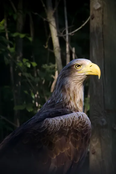 White-tailed Eagle