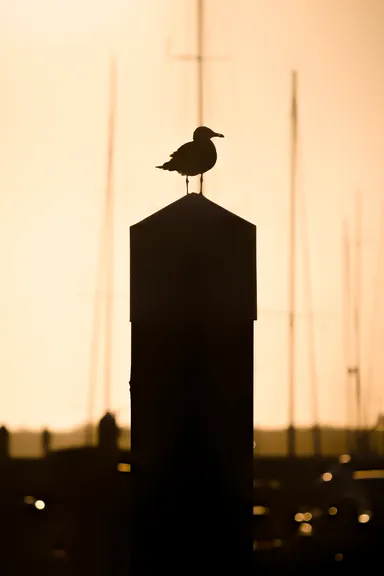 Common Gull