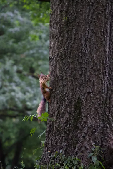 Red Squirrel