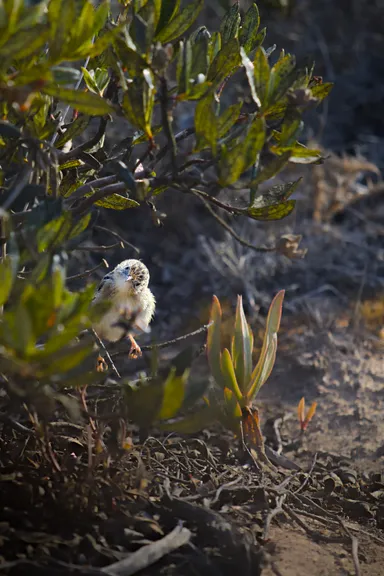 Zitting Cisticola