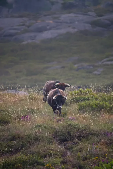 Wild Cows