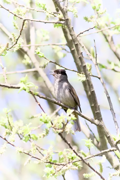 Eurasian Blackcap