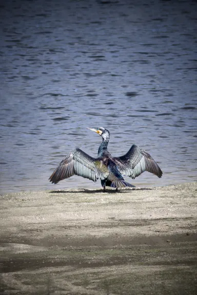 Great Cormorant
