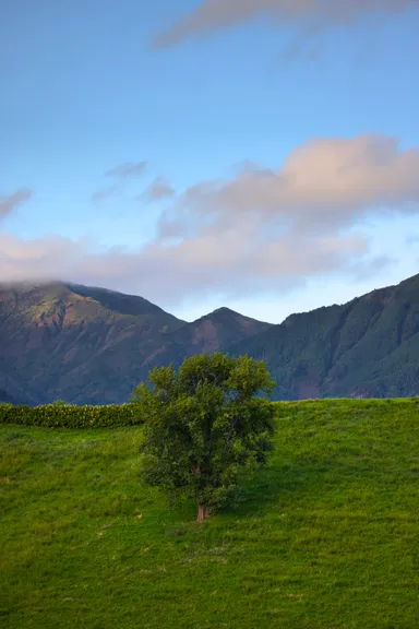 Lonely Tree