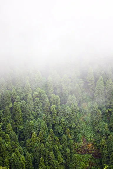 Foggy Trees