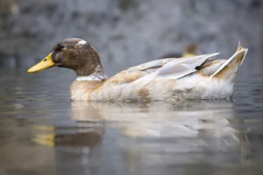 Mallard