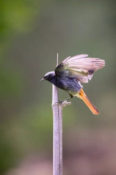 Black Redstart