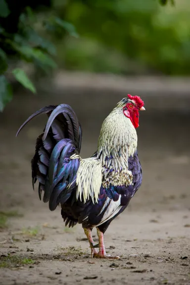 Rooster