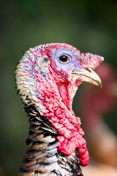 Wild Turkey