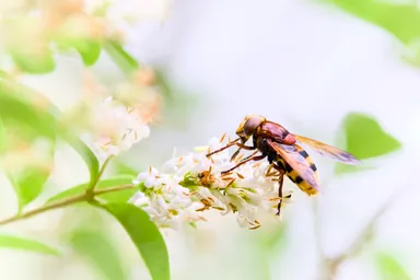 Honeybee